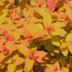 Spiraea 'Goldflame' 4.5 Litre