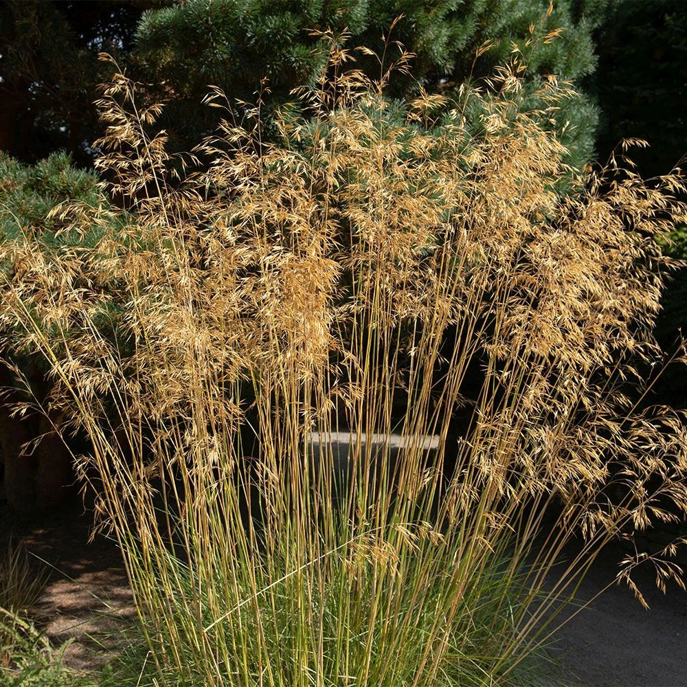 Stipa Gigantea 5 Litre 3 Stipa Gigantea 5 Litre