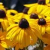 Rudbeckia Fulgida 'Goldsturm' 3 Litre 1 Rudbeckia Fulgida 'Goldsturm' 3 Litre -Terra Bloom Furniture Shop 1026941620 20Rudbeckia20Fulgida20Goldsturm shutterstock 2210773377