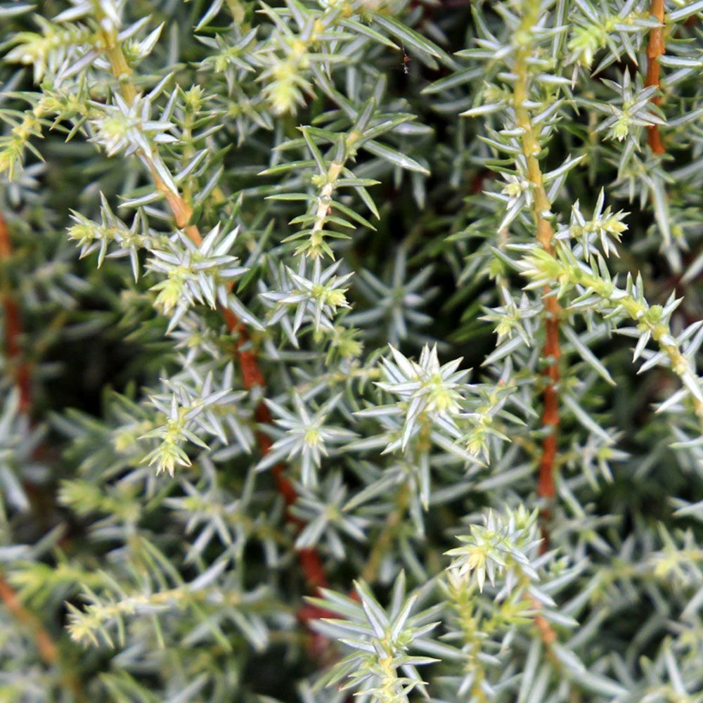 Juniperus Communis 'Compressa' 4.5 Litre 3 Juniperus Communis 'Compressa' 4.5 Litre