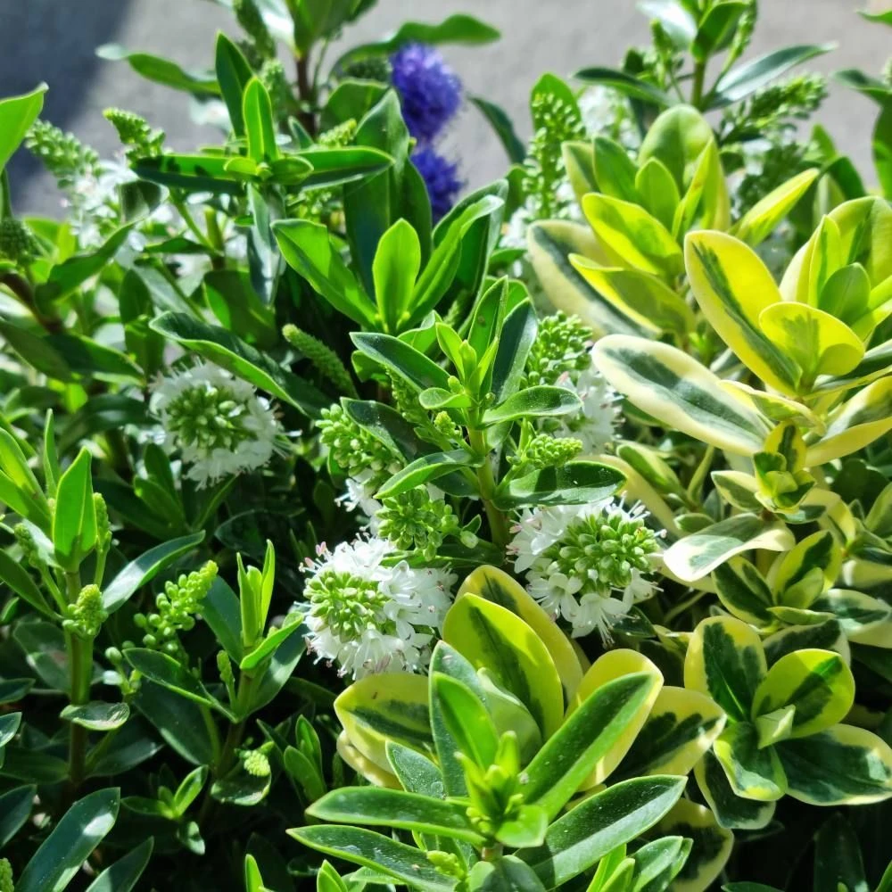 Hebe Quattro 5 Litre 3 Hebe Quattro 5 Litre