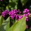 Callicarpa Bodinieri 'Imperial Pearl' 3 Litre 1 Callicarpa Bodinieri 'Imperial Pearl' 3 Litre -Terra Bloom Furniture Shop 10273216 Callicarpa20Imperial20Pearl shutterstock 2222185377