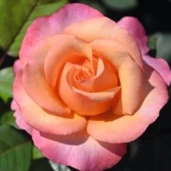 Patio Standard Rose Mixed 5 Litre 8 Patio Standard Rose Mixed 5 Litre -Terra Bloom Furniture Shop 10273715 Magic Harlequin Saloon