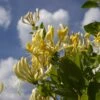 Lonicera In Variety 2 Litre
