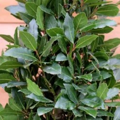 Laurus Nobilis (Bay Tree) Pyramid 150cm 7 Laurus Nobilis (Bay Tree) Pyramid 150cm -Terra Bloom Furniture Shop 1028586520 20Outdoor20plants202023 Bay20Tree20Pyramid20150cm203