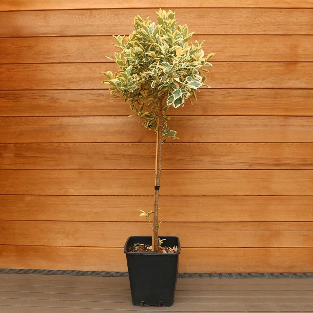 Euonymus 'Bravo' 1/2 Standard 3 Euonymus 'Bravo' 1/2 Standard