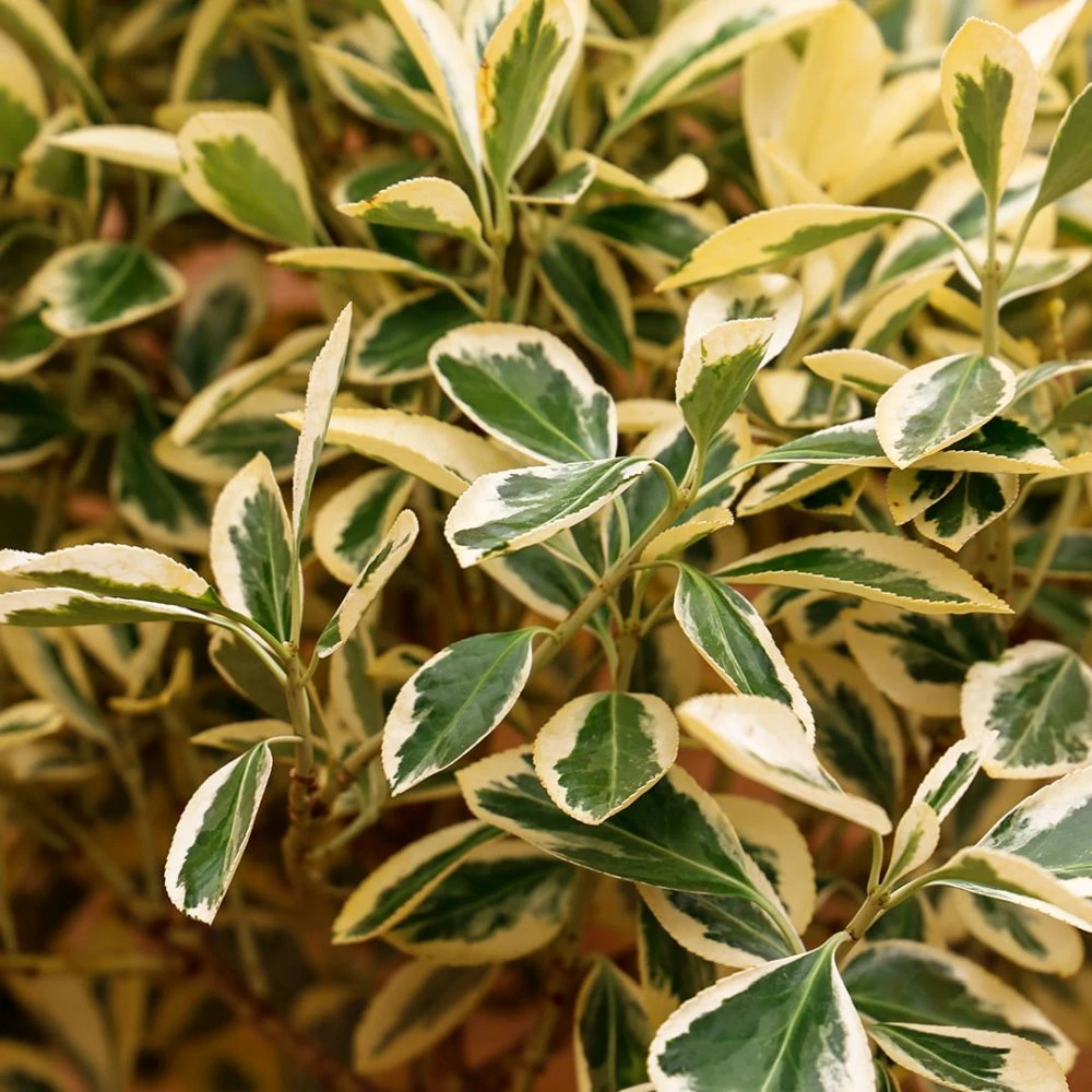 Euonymus 'Bravo' 1/2 Standard 4 Euonymus 'Bravo' 1/2 Standard - Image 2