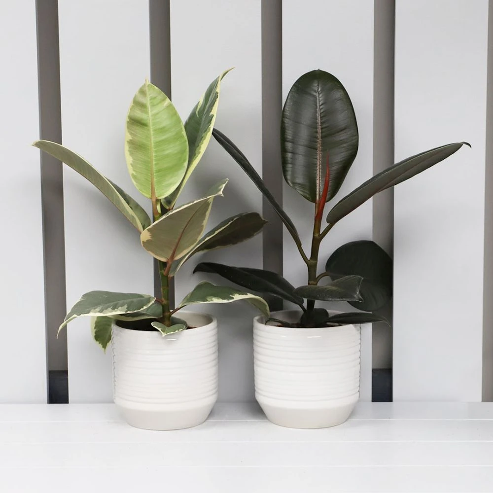 Ficus Mix In Ceramic Pot 12cm - Mixed Variety 5 Ficus Mix In Ceramic Pot 12cm - Mixed Variety - Image 3
