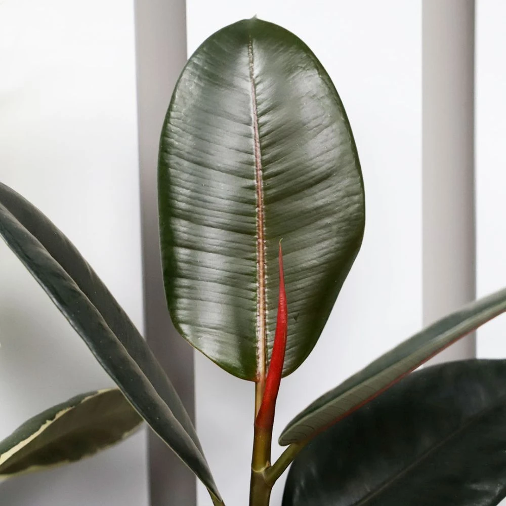 Ficus Mix 17cm - Mixed Variety 3 Ficus Mix 17cm - Mixed Variety