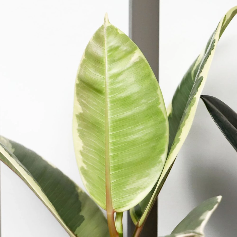 Ficus Mix In Ceramic Pot 12cm - Mixed Variety 4 Ficus Mix In Ceramic Pot 12cm - Mixed Variety - Image 2