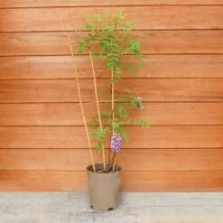 Wisteria Amethyst Falls Trellis -Terra Bloom Furniture Shop 10289916 Wisteria20Amethyst20Falls 5061004180117 IMG206399