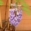 Wisteria Amethyst Falls Trellis