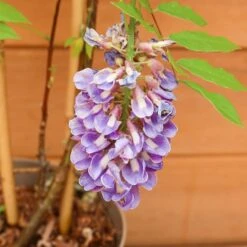 Wisteria Amethyst Falls Trellis