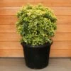 Euonymus Japonicus 'Aureus' Ball 35 Litre -Terra Bloom Furniture Shop 1029181220 20Euonymus20Japonicus 8032848336418 IMG 6633