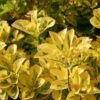 Euonymus Japonicus 'Aureus' 2 Litre -Terra Bloom Furniture Shop 10291814 Euonymus20Aureus shutterstock 2160403493