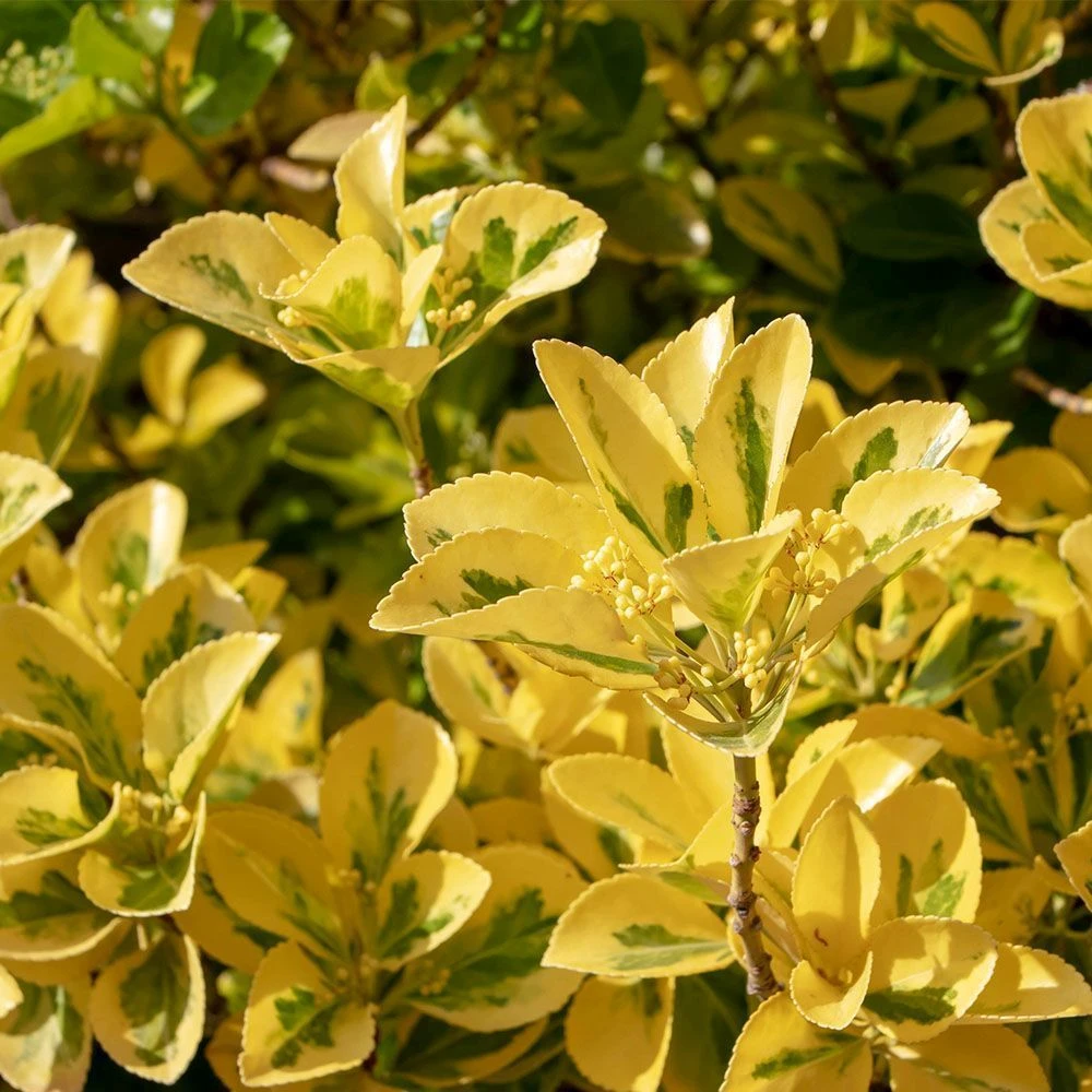 Euonymus Japonicus 'Aureus' 2 Litre 3 Euonymus Japonicus 'Aureus' 2 Litre
