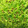 Euphorbia 'Martini' 3 Litre 2 Euphorbia 'Martini' 3 Litre -Terra Bloom Furniture Shop 10291899 Euphorbia20Martini shutterstock 1422651248