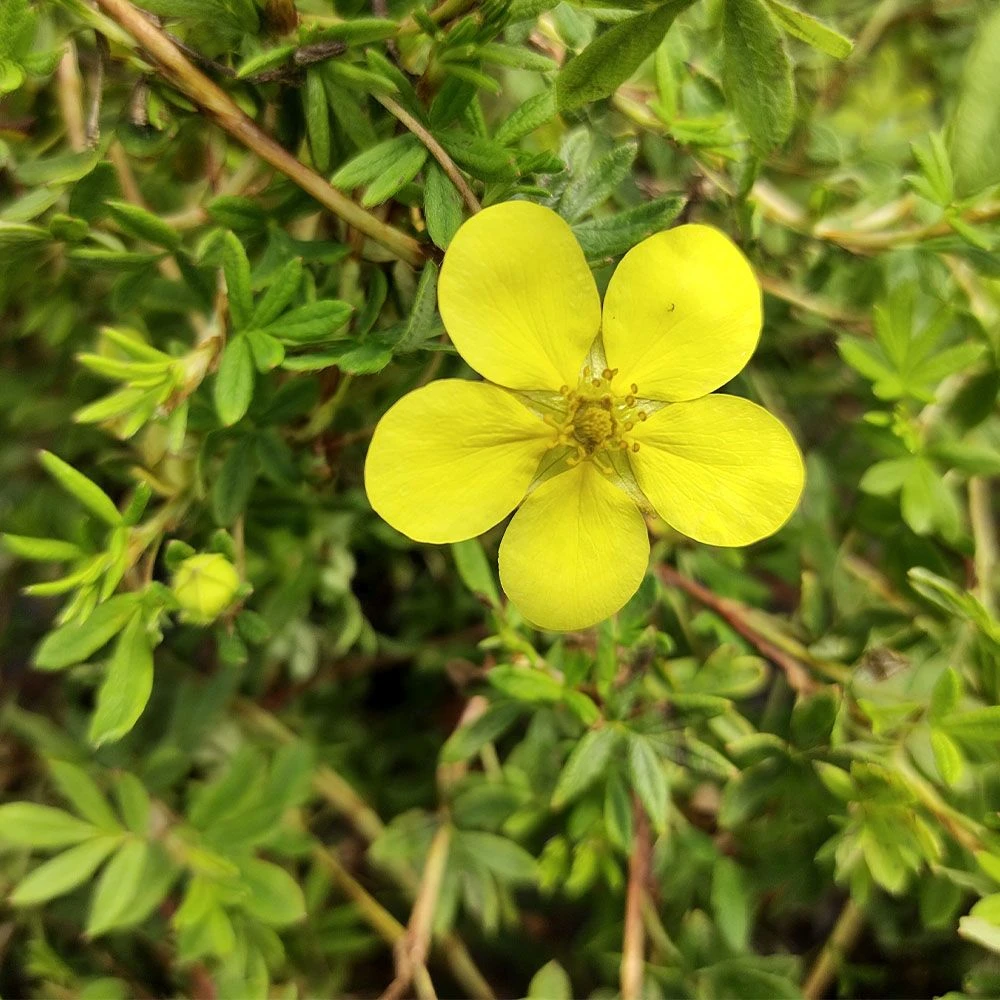 Potentilla 'Bella Lindsey' 4.5 Litre 3 Potentilla 'Bella Lindsey' 4.5 Litre