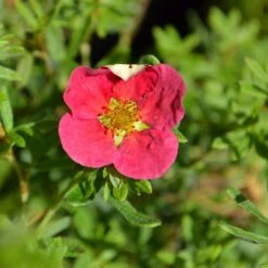 Potentilla 'Danny Boy' 4.5 Litre