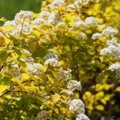 Spiraea 'White Gold' 4.5 Litre