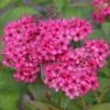 Spiraea 'Neon Flash' 4.5 Litre 1 Spiraea 'Neon Flash' 4.5 Litre -Terra Bloom Furniture Shop 10294388 Spiraea20Neon20Flash shutterstock 776524705