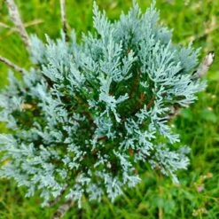 Chamaecyparis Lawsoniana 'Pearly Swirls' 4.5 Litre