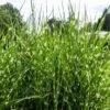 Miscanthus Sinensis 'Strictus Dwarf' 3 Litre -Terra Bloom Furniture Shop 1029486020 20Miscanthus20sinensis20Strictus20Dwarf20320Litre shutterstock 2191557355
