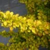Berberis Thunbergii 'Diabolicum' 3 Litre