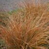 Carex Testacea 3 Litre 1 Carex Testacea 3 Litre -Terra Bloom Furniture Shop Carex20testacea