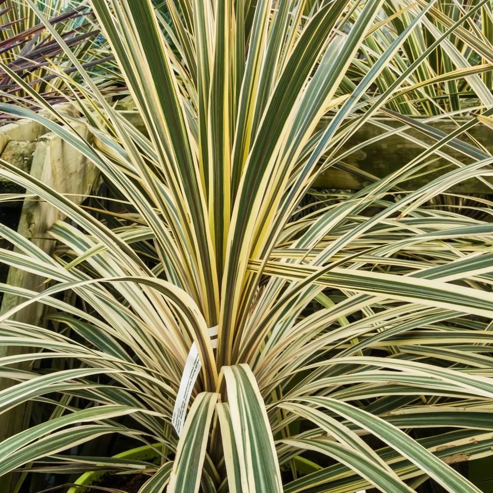 Cordyline Australis 'Lime Passion' 3 Litre 3 Cordyline Australis 'Lime Passion' 3 Litre