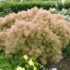 Cotinus 'Young Lady' 4.5 Litre 2 Cotinus 'Young Lady' 4.5 Litre -Terra Bloom Furniture Shop Cotinus20Young20Lady