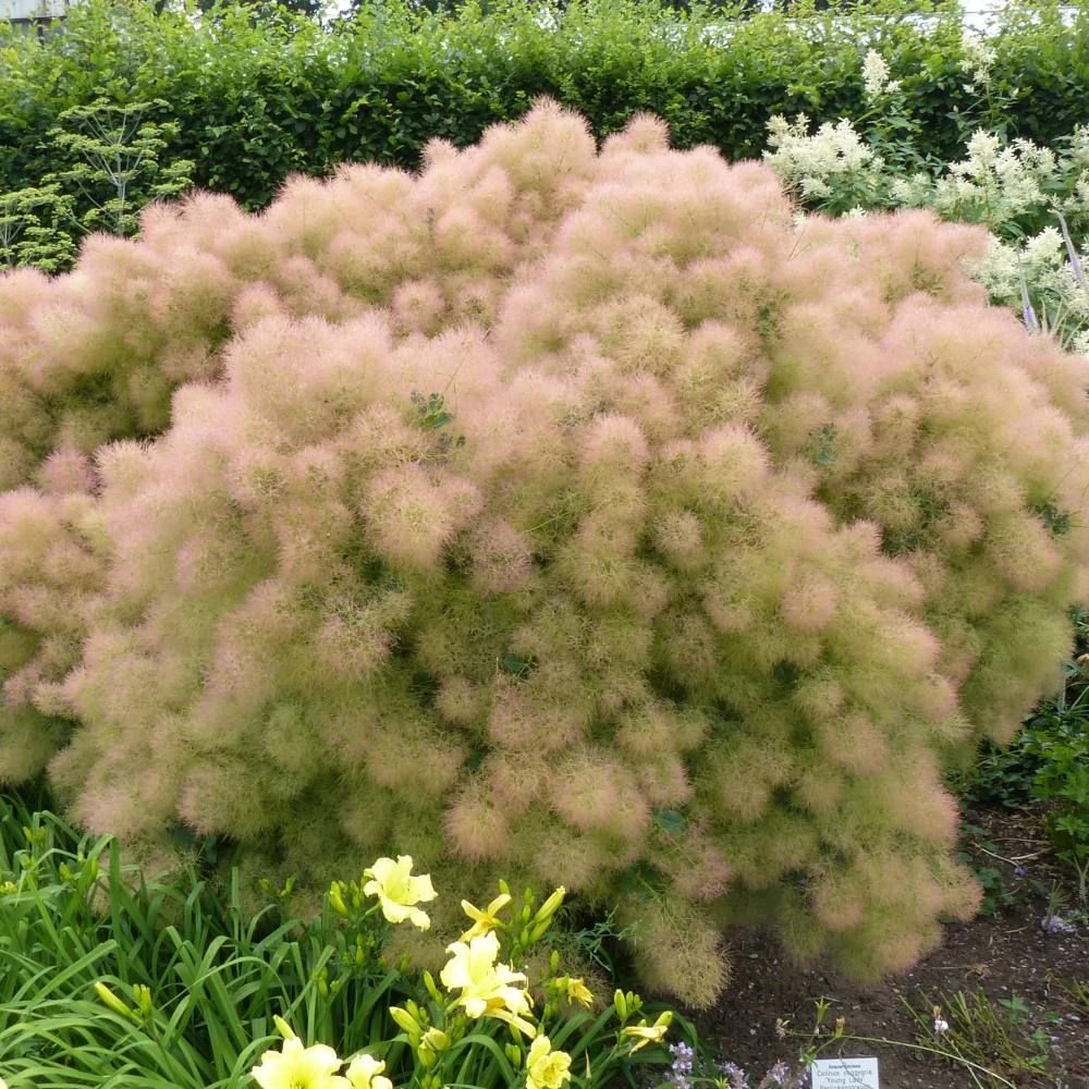 Cotinus 'Young Lady' 4.5 Litre 3 Cotinus 'Young Lady' 4.5 Litre