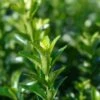 Euonymus Japonicus 'Green Spider' 3 Litre