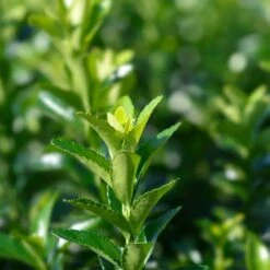 Euonymus Japonicus 'Green Spider' 3 Litre