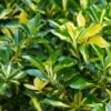 Euonymus Japonicus 'Luna Gold' 2 Litre -Terra Bloom Furniture Shop Euonymus20luna20gold