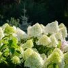Hydrangea Paniculata 5 Litre