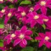 Clematis Hybrids 2 Litre 1 Clematis Hybrids 2 Litre -Terra Bloom Furniture Shop July20Monthly20Offers202023 Plant offers Summer20Flowering20Clematis SOCIAL
