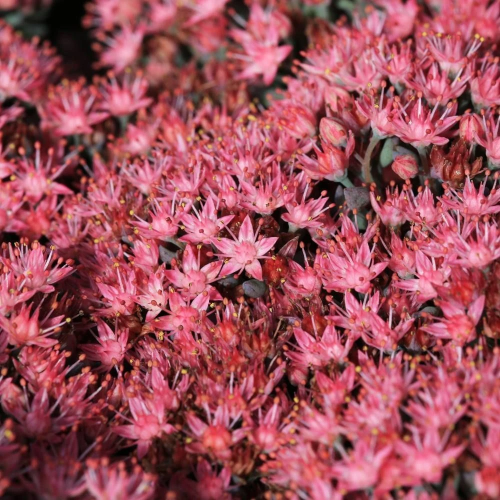 Sedum Rose Carpet 2 Litre 3 Sedum Rose Carpet 2 Litre