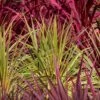 Cordyline Australis 'Torbay Dazzler' 6 Litre -Terra Bloom Furniture Shop cordyline 1