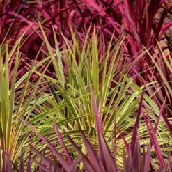 Cordyline Australis 'Torbay Dazzler' 4.5 Litre